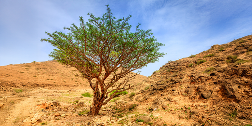 Boswellia – hilft Weihrauch wirklich bei Gelenkbeschwerden?