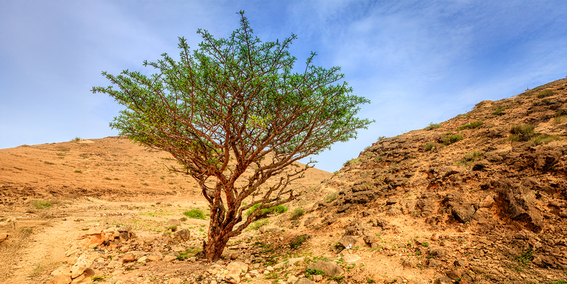 Boswellia – hilft Weihrauch wirklich bei Gelenkbeschwerden?