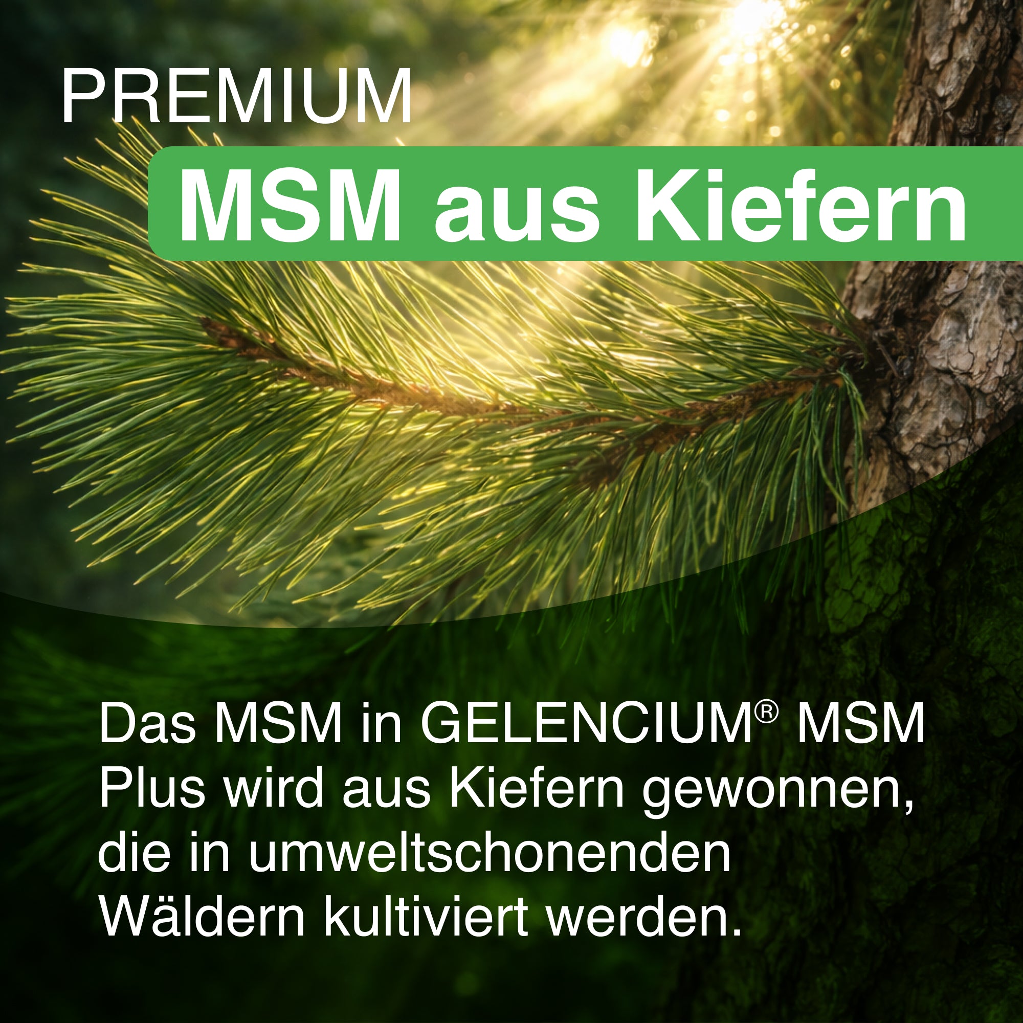 GELENCIUM MSM Plus